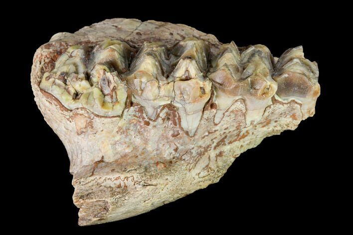 Oreodont (Merycoidodon) Jaw Section - South Dakota #146171
